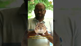 Gerbil rodent  Vishaknath Venkatrajan [upl. by Narine70]