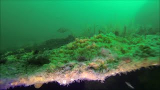 SS Longbenton wreck dive Bridlington [upl. by Myrtle]