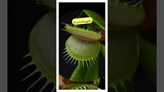 Venus Flytrap Eating shorts Dionaea muscipula  MOODY BLOOMS [upl. by Nevins]