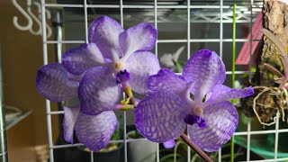 洋蘭バンダセルレア（Vanda coerulea）のお話 [upl. by Thanh]