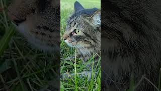 Evening walk at LaVasseur Park and Poop Hill blackcat nativeplants trees nature cats [upl. by Fredel]