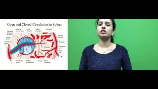 Histology of Spleen PART II [upl. by Leahey]