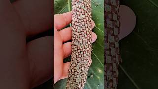 Pheasants tail flower seeds Anthurium schlechtendalii Playa del Carmen Mexico tropical plant life [upl. by Aivitnahs323]