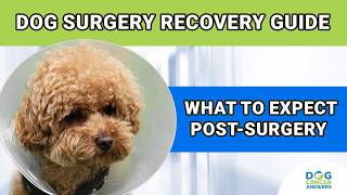 Dog Surgery Recovery Guide for Dog Owners  Kate Basedow LVT [upl. by Benil201]