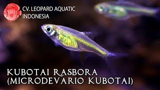 Kubotai Rasbora The emerald green tetra that is so pretty Leopard Aquatic T024A [upl. by Nairde]