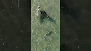 Surfing with sharks in Florida [upl. by Noemys975]