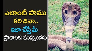 Snake bite treatment in telugu  పాము కాటు లక్షణాలు  snake bite first aid in telugu  pamu katu [upl. by Elohc344]