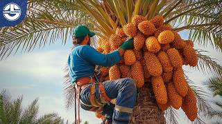 Harvesting Millions of Tons of Dates Figs Raisins amp Apricots From Orchard to Your Plate [upl. by Nollie]