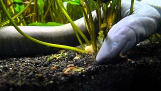 caecilian eats some bloodworms [upl. by Amar]