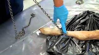 Proper placement of pull chains for calving assistance [upl. by Domonic]