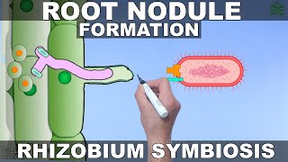 Root Nodule Formation  Mechanism [upl. by Nale]