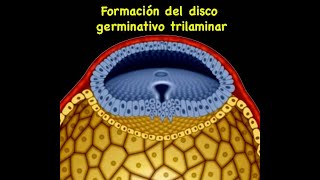 Embriología Formación del disco germinativo trilaminar [upl. by Gentille]