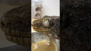 Feeding Largest Gecko Species in the World [upl. by Fagin]