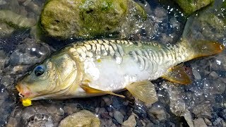 Fishing for carp in the desert Mirror carp madness [upl. by Yesnnyl]