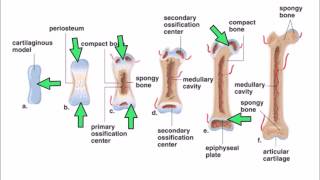 6 Ossification [upl. by Rodge]