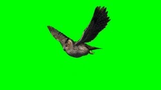 flying owl green screen B  free use [upl. by Mettah]