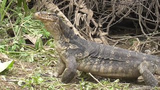 BERBURU BIAWAK SPOT RAWA DURI TERBARU [upl. by Flory33]