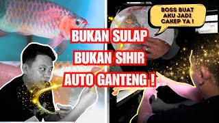 BUKAN SULAP BUKAN SIHIR CUKUP BUTUH KONSENTRASI DAN JAM TERBANG IKAN AUTO GANTENG MAXIMAL [upl. by Disharoon]