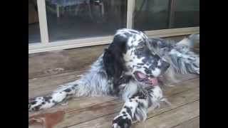 My English Setter Misty [upl. by Wolford]