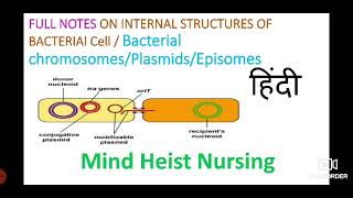 Full notes on Bacterial ChromosomesPlasmidsEpisomes internal Structure Of CellExplained in hindi [upl. by Selrahc422]