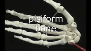 Anterior and posterior bone anatomy of the hand [upl. by Lupe]