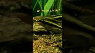 Rainbow Kribensis Cichlid Su7p rainbowfish kribensis cichlids cichlid aquariumfish [upl. by Rdnaskela]