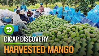 How California Farmers Produce and Harvest Thousands of Tons of Mangoes  US Farming [upl. by Beniamino]