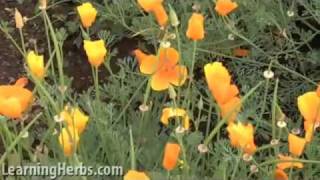 California Poppy Eschscholzia californica [upl. by Mack370]