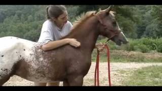 Half ArabianAppaloosa ColtThee Indian Outlaw ABC [upl. by Amado]