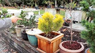 Easy Potting Techniques for Growing Conifers in Pots  Dwarf Conifer Container Gardening [upl. by Aleicarg]