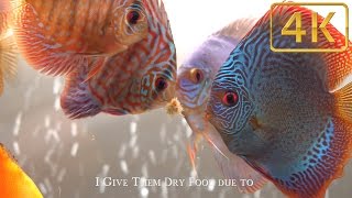 Top 3 foods for Discus Fish my Favorites [upl. by Ardnaiek869]