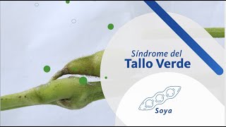 Síndrome del tallo verde y retención foliar de la soya [upl. by Bourn]