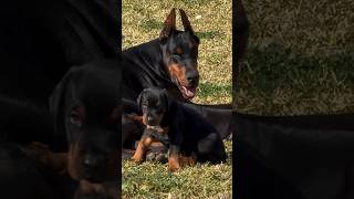 doberman dobermanpinscher puppies dobermanattack dobermanbarking dogbreeds canecorso hunter [upl. by Coleman]