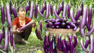 Harvesting Many Eggplant Goes To The Market Sell  Caring For Chickens Ducks And Pigs [upl. by Anamor997]