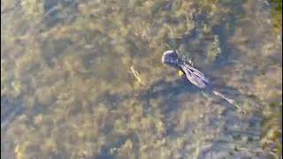 Anhinga bird Swimming Underwater wildlife birds [upl. by Darla799]