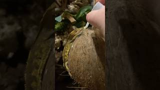 Feeding My Crested Gecko [upl. by Nikral]