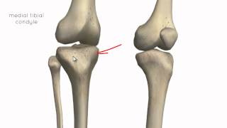 Knee Joint  Part 1  3D Anatomy Tutorial [upl. by Kamila]