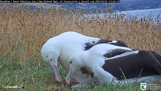 240202 Royal Albatross Cam  LGL才離開一天就回來 LGL is back after only one day away [upl. by Skell341]