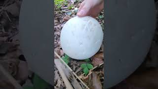 Giant Puffball Mushroom shorts [upl. by Bendick]