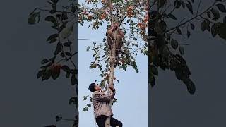 The process of picking persimmons from the top of the tree [upl. by Rourke657]