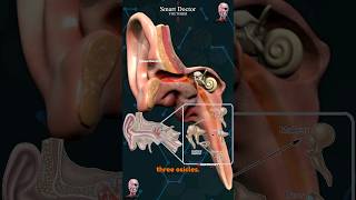 How do we hear 🔉👂🏻 [upl. by Cartan]