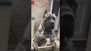 💥Dogo Argentino Vs Presa Canario ¿Cuál es mas poderoso [upl. by Yelnet]