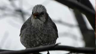 Browneared Bulbul Calling ヒヨドリの鳴き声2種類 [upl. by Doscher]