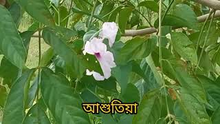 আশুতিয়াবিল। [upl. by Ittam981]