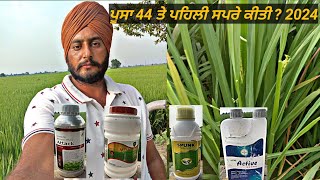 ਪੂਸਾ 44 ਤੇ PymetrozineAzoxystrobineDifenoconazoleEmamectin Benzoate ਦੀ ਕਰਤੀ ਸਪਰੇ।oceanAzoxystro [upl. by Awra751]