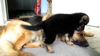 German shepherd puppy  Playing with mom [upl. by Ahsytal50]