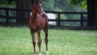 Breeding Your Mare When To Order Semen [upl. by Clower]