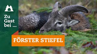 Drückjagd  Muffelwild  Zu Gast bei … Förster Stiefel  Mufflon  Sauen  Bewegungsjagd  Thüringen [upl. by Eromle]