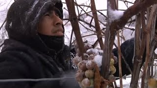 Falling Temperatures Give Rise to Sweet Ice Wine [upl. by Wain]