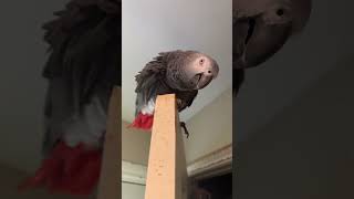 Timneh VS Congo African Greys [upl. by Aivad]